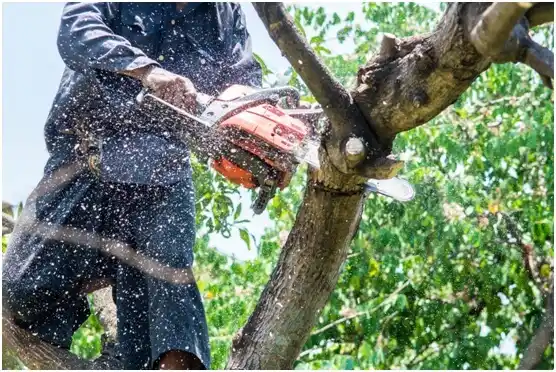 tree services South Creek